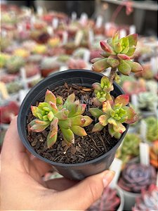 Sedum cuspidatum