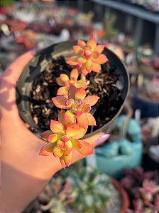 Sedum cuspidatum