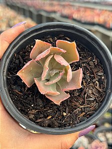 Echeveria muriel