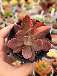 Echeveria hainakada variegata
