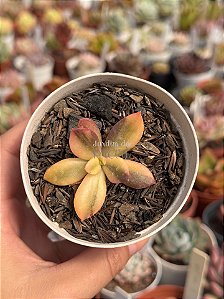 Echeveria hainakada variegata 01