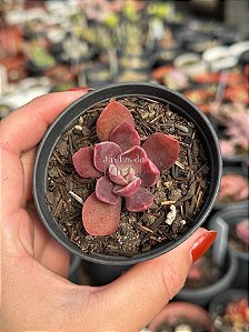 Echeveria hainakada variegata 03