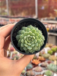 Echeveria butterball