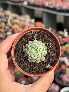 Echeveria butterball