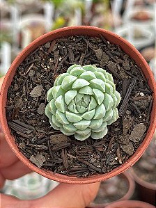 Echeveria butterball