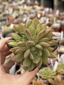 Echeveria frida kahlo