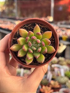 Echeveria frida kahlo