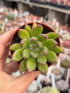 Echeveria frida kahlo
