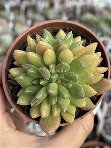 Echeveria frida kahlo