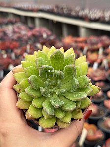 Echeveria frida kahlo G
