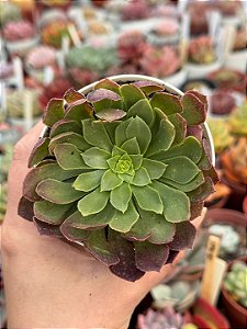 Aeonium fiesta reverso