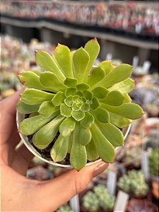 Aeonium fiesta reverso
