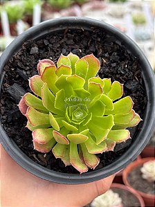 Aeonium fiesta reverso