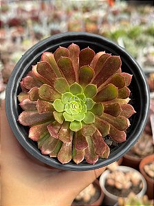 Aeonium fiesta reverso