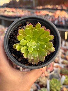 Aeonium fiesta reverso