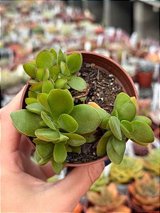 Crassula money maker