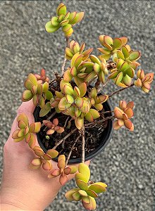 Crassula swaziensis