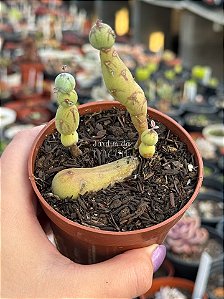 Senecio pendulus