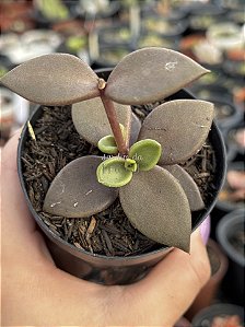 Lenophyllum reflexum