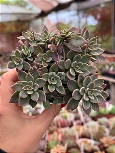Sinocrassula indica