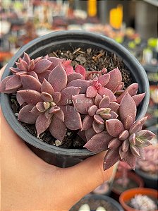 Sinocrassula indica
