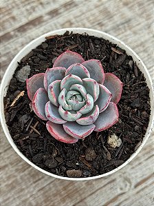Echeveria hera