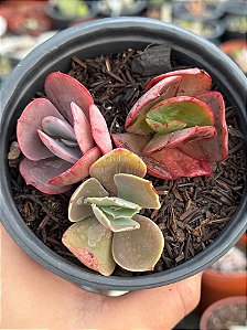 Kit gibbifloras 50 (sem raiz)