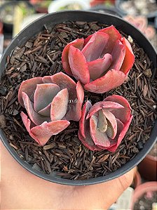 Kit gibbifloras 51 (sem raiz)