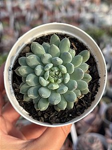 Echeveria rundelli