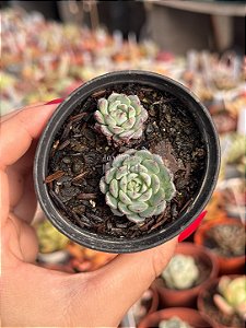 Echeveria sierra