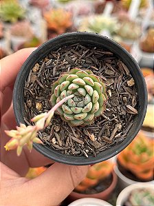 Echeveria sierra