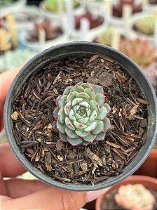 Echeveria sierra