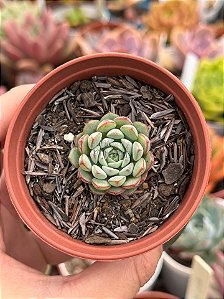Echeveria sierra