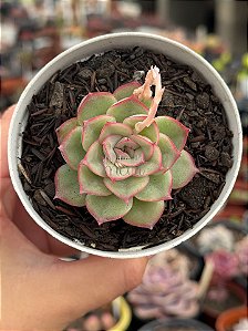 Echeveria Hércules