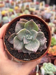 Graptoveria Albert baynes monstruosa
