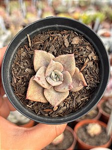 Graptoveria Albert baynes monstruosa