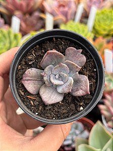 Graptoveria Albert baynes monstruosa (sem raiz)