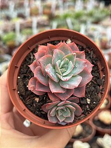Echeveria zoe/2 (2 cabeças) exclusiva Jardim da Mari
