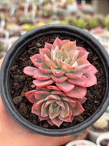 Echeveria zoe/2 (2 cabeças) exclusiva Jardim da Mari
