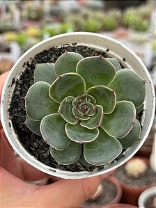 Echeveria santa lewis