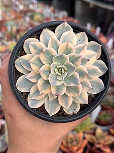Echeveria subsessilis variegata