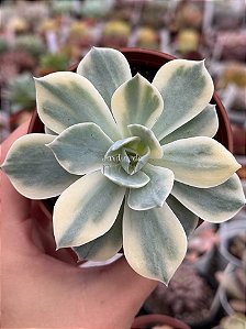 Echeveria subsessilis variegata