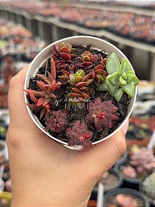 Mix crassula 012