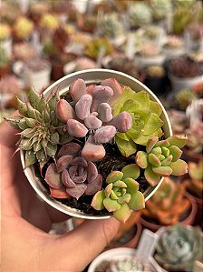 Mix de suculentas 035