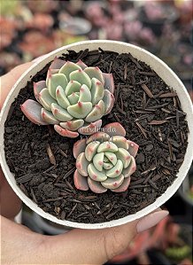 Echeveria sitifukumiama