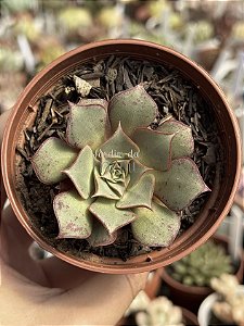 Echeveria longissima