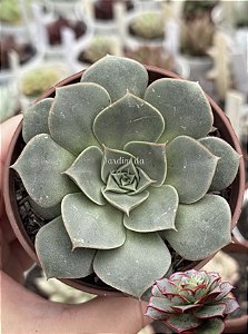 Echeveria longissima