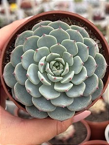 Echeveria white mínima