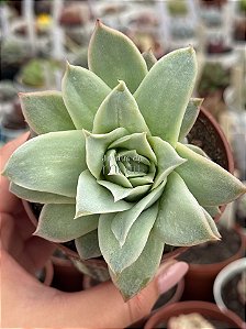 Echeveria lovely queen