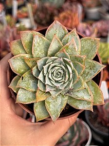 Echeveria lovely queen